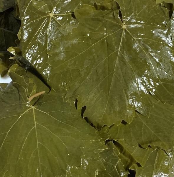 Tokat Erbaa Asma Yaprağı 700gr (Tokat)